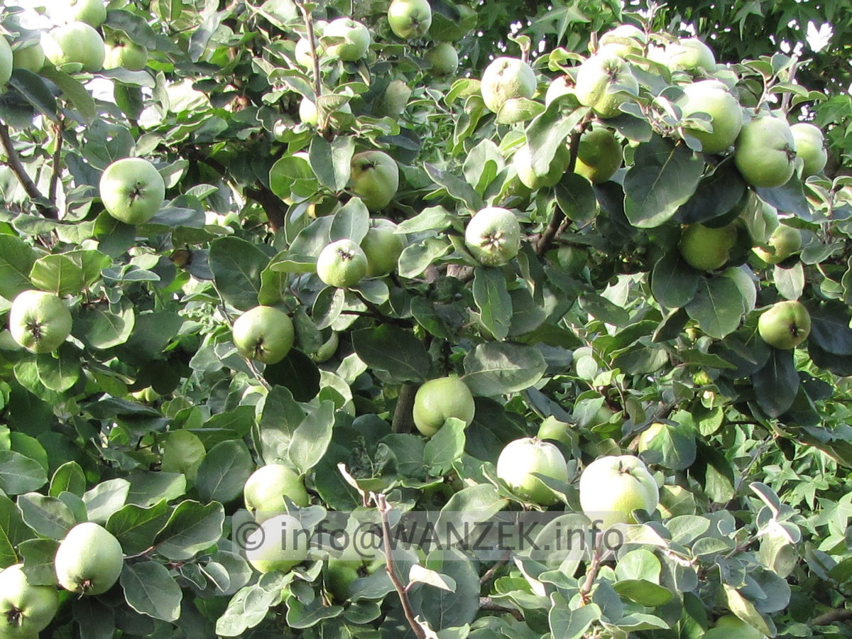 Quitte Konstantinopeler 05 Fruechte nah.jpg